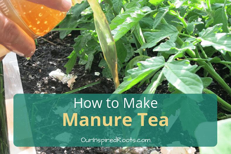 Diluez votre thé de fumier avant de l'utiliser sur vos plantes de jardin