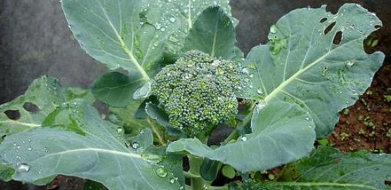 Les variétés de brocoli qui sont prolifiques pour envoyer ces pousses latérales sont souvent répertoriées