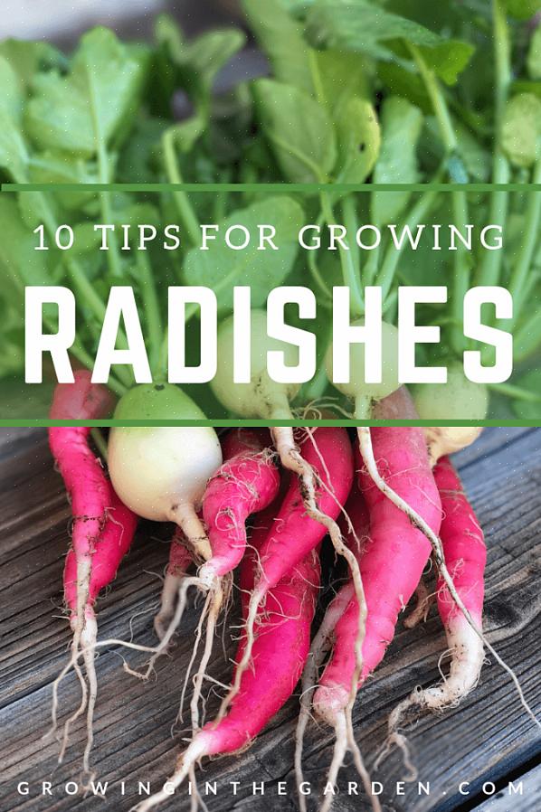 Radis de printemps - Les radis ronds à maturation rapide sont prêts à être récoltés en 3 à 4 semaines