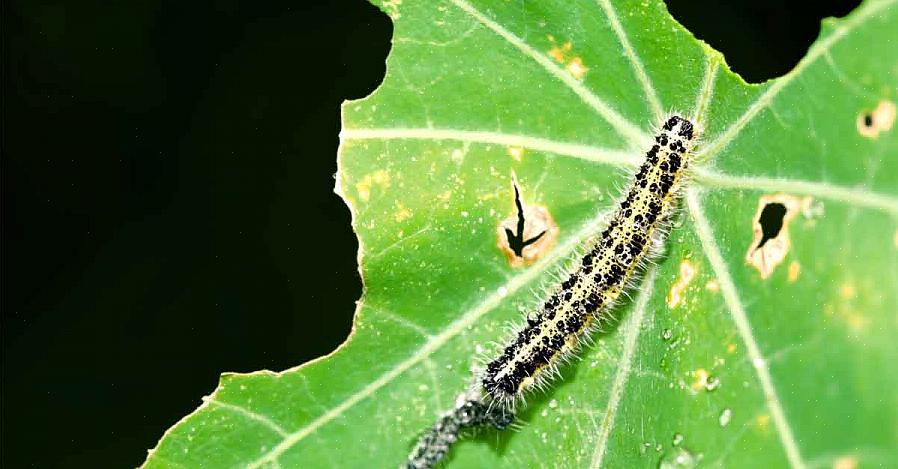 Si vous voyez de petits vers verts sur le dessous de votre chou frisé ou d'autres plantes de Brassica