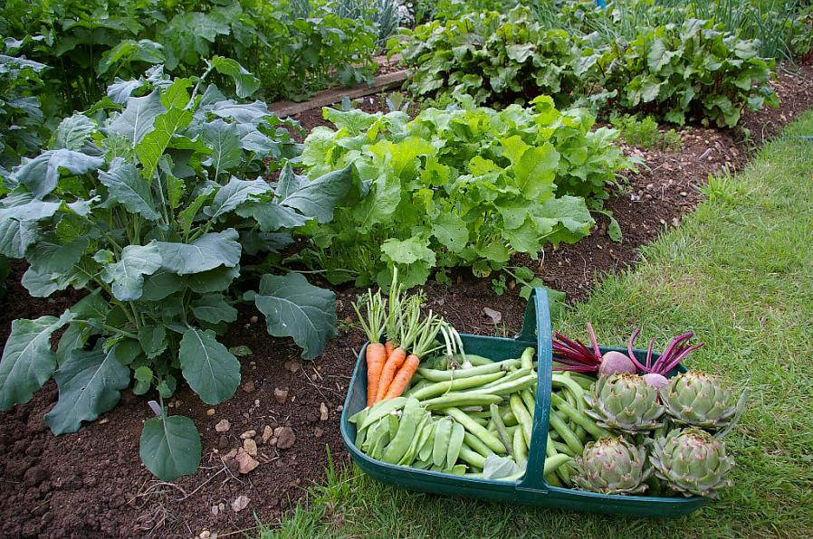 Si vous essayez de cultiver des légumes à l'ombre