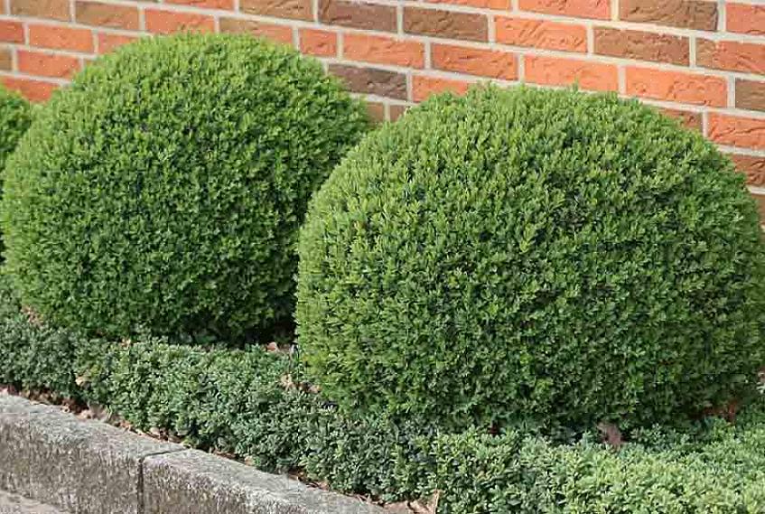 Un problème courant pour les arbustes de buis anglais est le "bronzage hivernal"