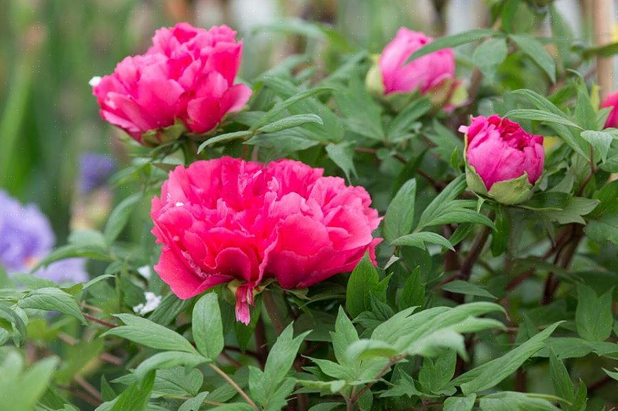 Le feuillage reste attrayant longtemps après que les fleurs sont de l'histoire