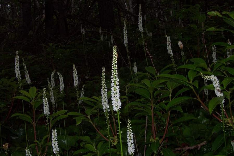 Alors ne désespérez pas si vos nouvelles plantes ne fleurissent pas pendant la première