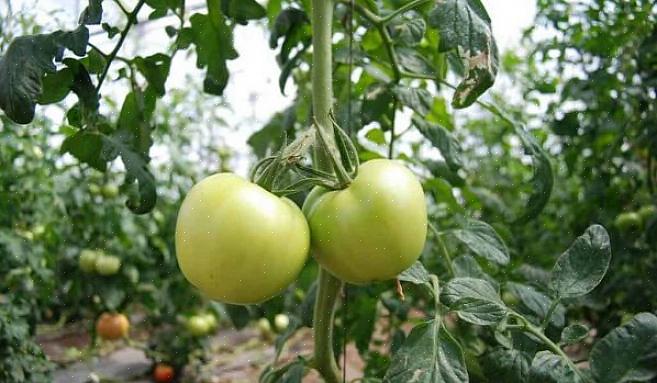 Plantez vos plants de tomates plus profondément qu'ils ne viennent dans le pot