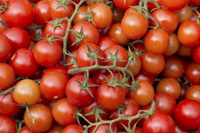 Les tomates Bush poussent à une certaine hauteur