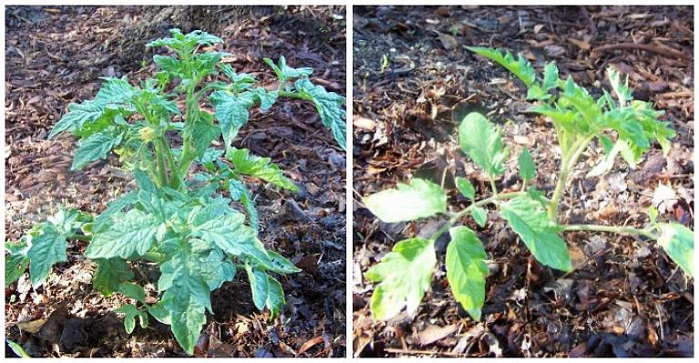 Les tomates indéterminées