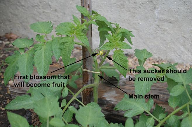 La principale raison de tailler les plants de tomates est que cela aide votre plante à diriger son énergie