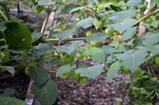 Les cerises de terre poussent bien dans toutes les régions où la saison de croissance est relativement