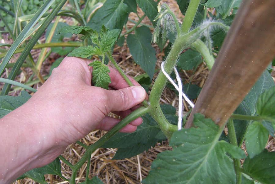 Les drageons des tomates deviendront une autre tige principale avec des branches