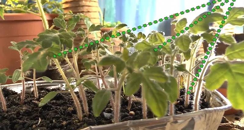 Faites pousser les plants de tomates sous des lumières
