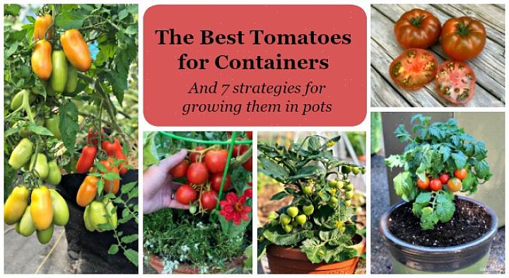 Il y a trois clés pour réussir à cultiver des tomates dans un récipient