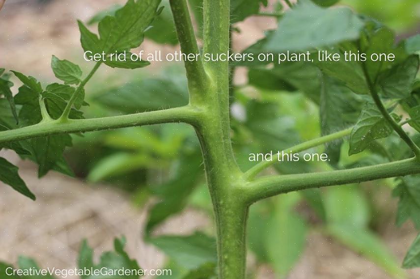 Vous voudrez peut-être tailler vos plants de tomates