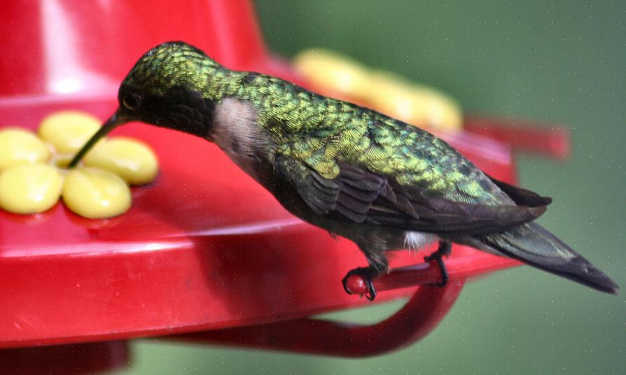 Choisissez des fleurs de colibris qui peuvent être une source naturelle de nectar pour nourrir les colibris