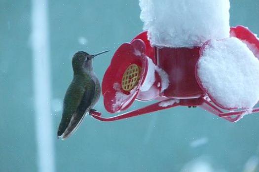 Les colibris sont des mangeurs voraces