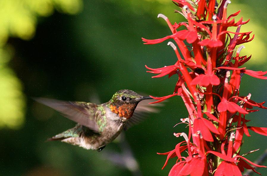 Les colibris insectes mangent