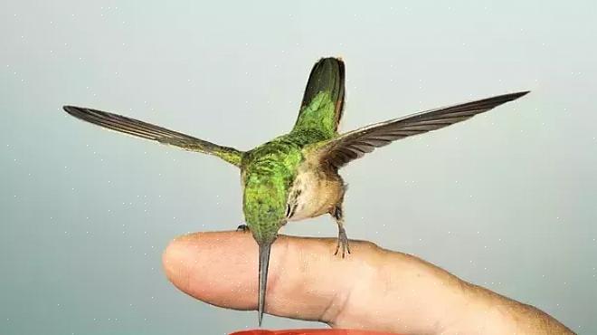 Essayez de nourrir les colibris à la main seulement tard dans la saison quand il y a plus d'oiseaux