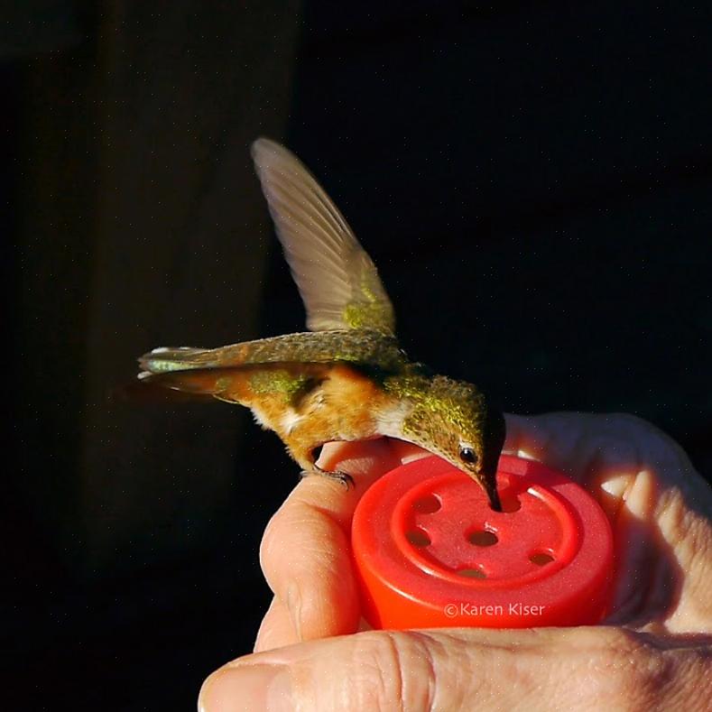 Lorsque vous nourrissez les colibris à la main
