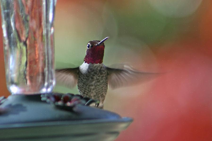 De secouer une bouteille de mélange de nectar ou de diluer rapidement un concentré de nectar de colibri