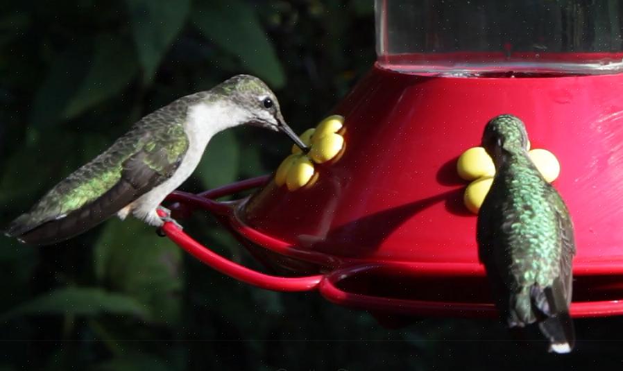 Versez soigneusement le nectar de colibri fait maison dans vos mangeoires préférées pour colibris