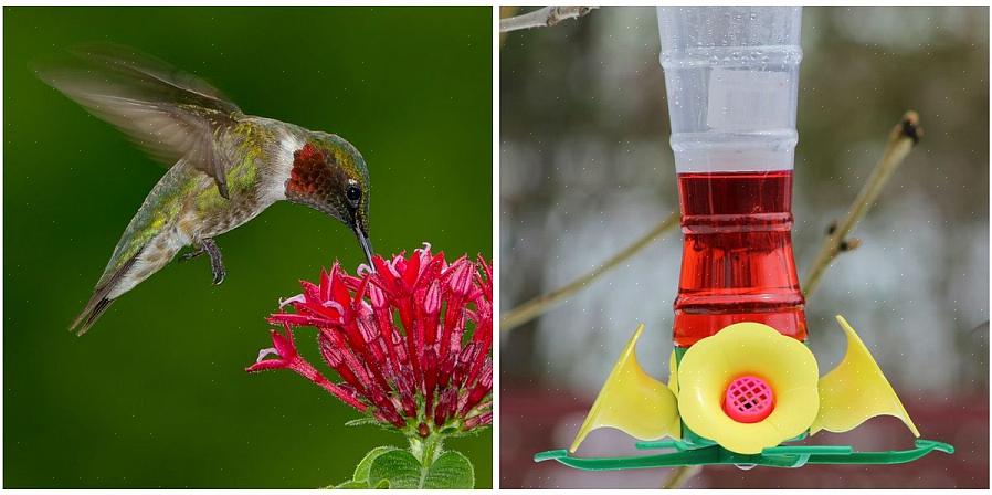 Le colorant rouge dans le nectar de colibri est-il mauvais pour les oiseaux