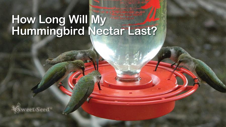 Pourquoi la fermentation du nectar peut être dangereuse est essentiel pour les ornithologues amateurs afin