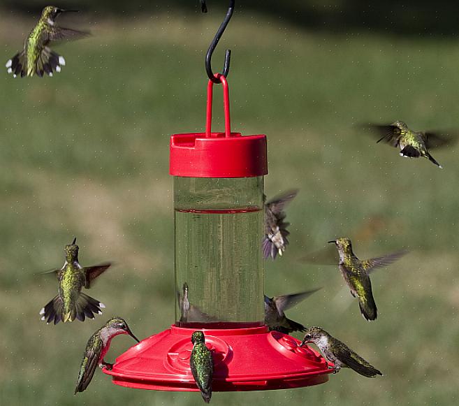 Il existe deux styles de base de mangeoires pour colibris