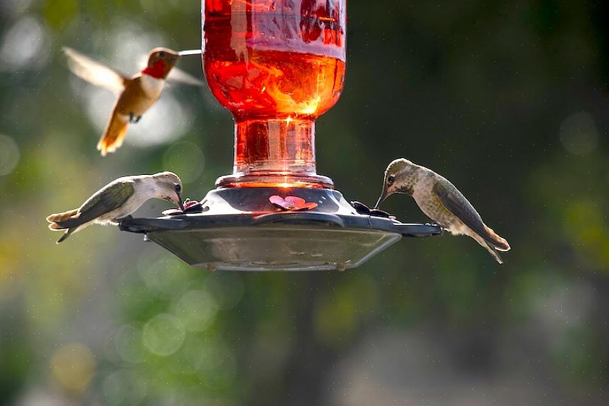 Conseils pour le placement des mangeoires pour colibris