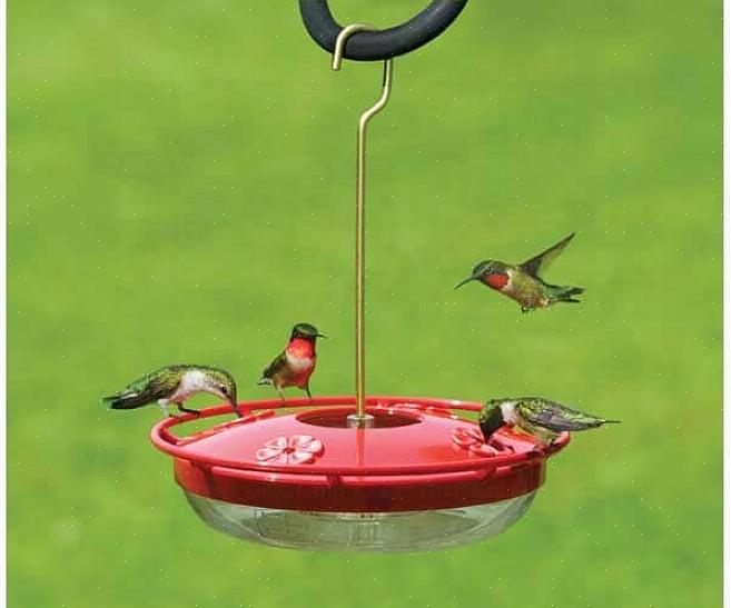Le nectar est gaspillé car les oiseaux ne le boiront pas sur le sol