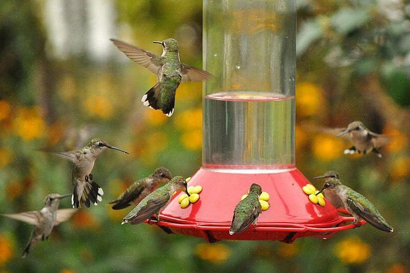 Une station d'alimentation pour colibris bien conçue attirera de nombreux colibris tout en répondant