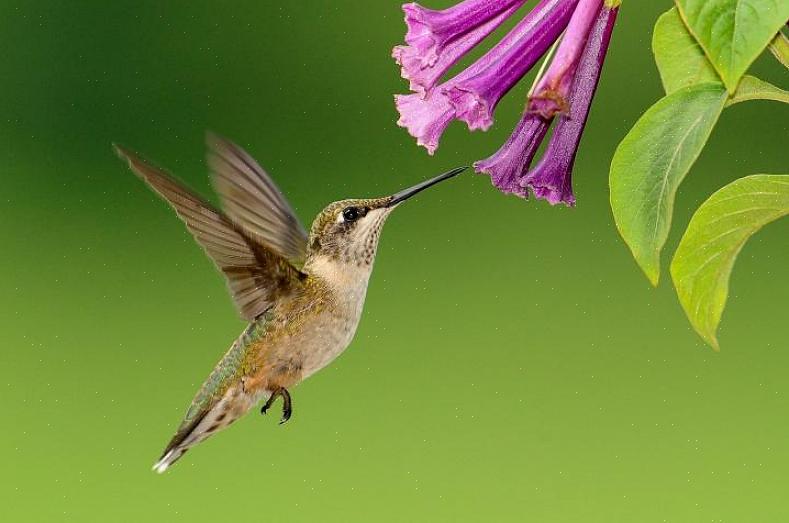 Ce qui peut aider à éliminer le problème des insectes sur les mangeoires pour colibris