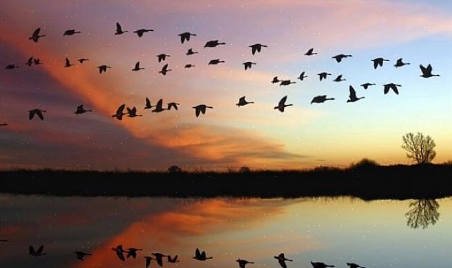 L'endroit où se trouvent les oiseaux a un impact considérable sur leur migration automnale