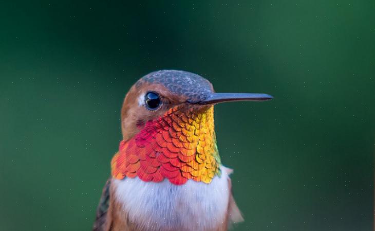 Les colibris roux sont une espèce solitaire