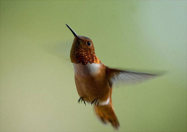 Les colibris roux ont été enregistrés comme s'hybridant avec les colibris d'Anna