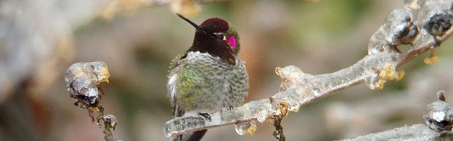 Le colibri d'Anna est une étoile toute l'année des espèces de colibris occidentaux le long de la côte