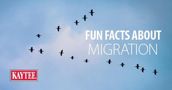 Les dates réelles de migration des oiseaux dépendent de nombreux facteurs