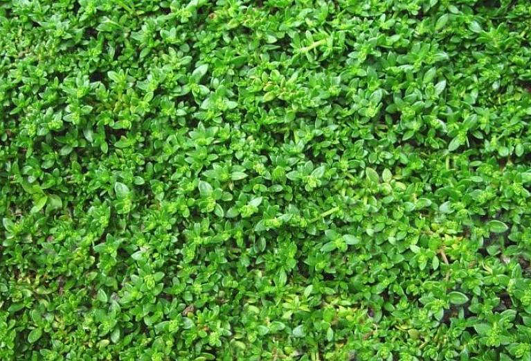 Utilisez des couvre-sol résistants à la sécheresse seuls ou en combinaison avec d'autres plantes aquatiques