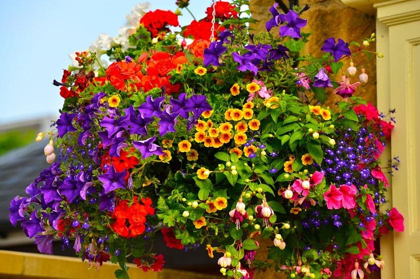 Les paniers de fleurs suspendus relèvent du domaine du jardinage en conteneurs