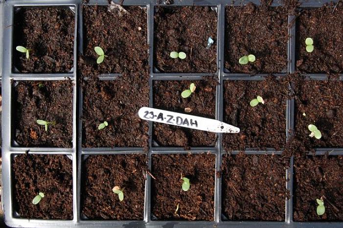 Essayez de conserver les graines des plantes de zinnia qui sont cachées derrière les autres pour éviter