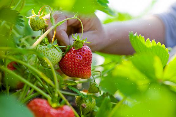 Les fraisiers biologiques toujours en production produisent des fruits de la fin du printemps