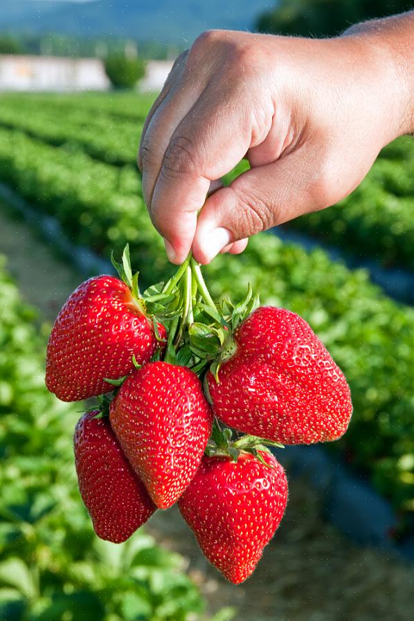 Pourquoi cultiver des fraises biologiques