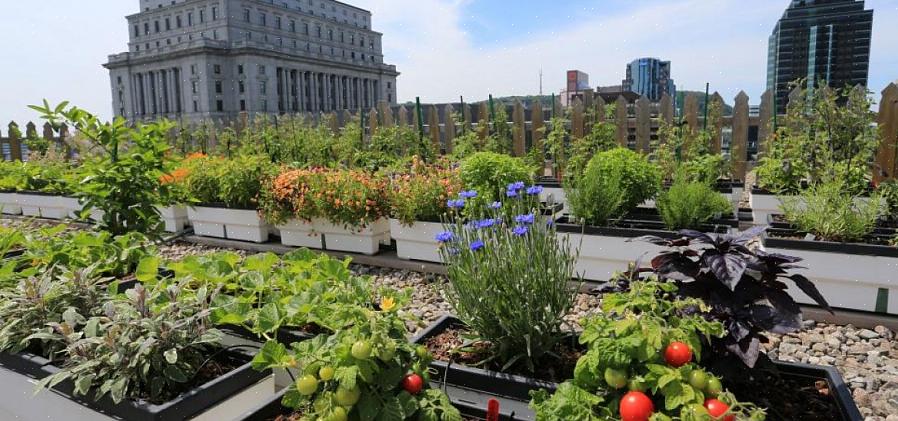 Vous pouvez créer n'importe quel style de jardin sur le toit avec des plantes cultivées en pot