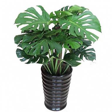 Plantes à feuillage plus haut ou petits arbustes