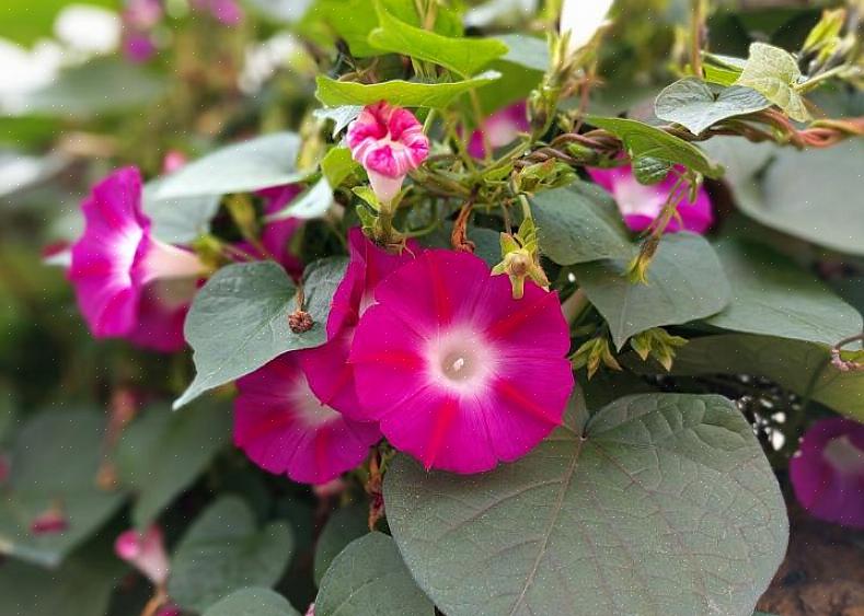 Les fleurs de Morning Glory sont en forme de trompette