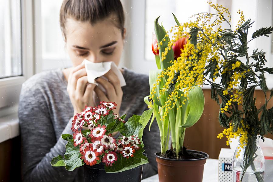 Ce ne sont certainement pas les seules fleurs qui ne causeront pas de problèmes de rhume des foins