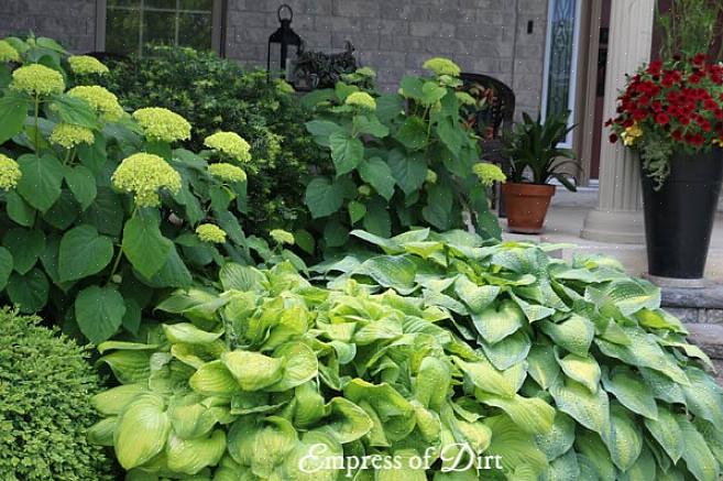 Les hostas aux feuilles jaunes ou aux fleurs parfumées peuvent supporter plus de soleil que les hostas