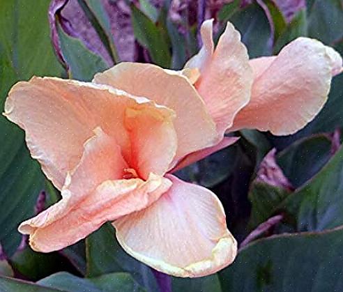 Les cannas fleuriront de nouveau tout au long de l'été