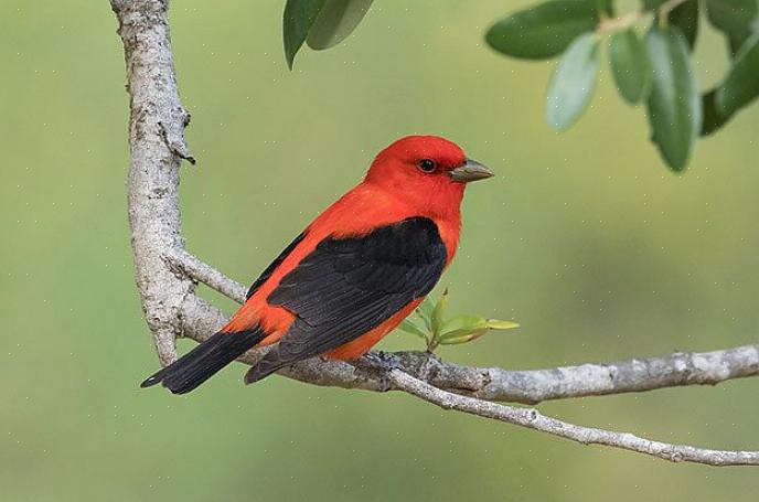 Identification du tanager d'été