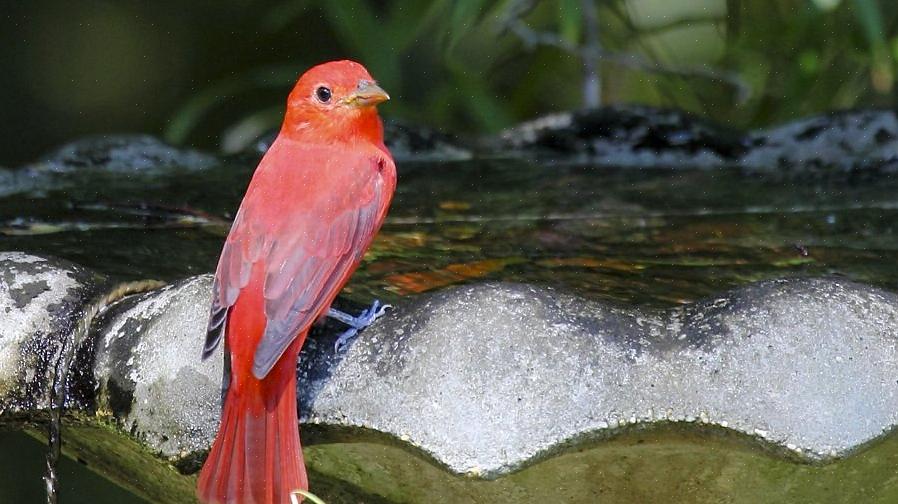 Les tanagers d'été sont généralement insectivores