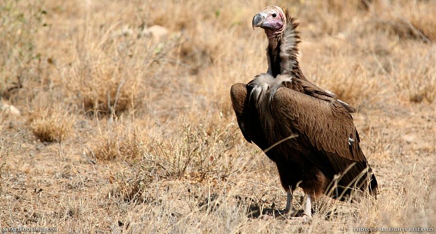 Il y a plus d'espèces de vautours dans l'Ancien Monde